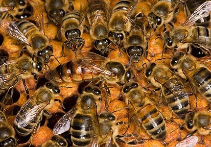 Пасічник вкрив себе бджолами вагою понад центнер (ВІДЕО)