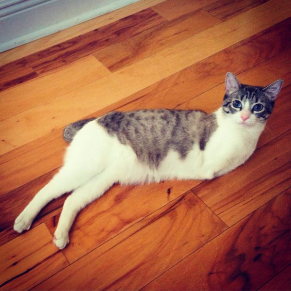 Дволапе кошеня із США стало зіркою Instagram (ФОТО, ВІДЕО)