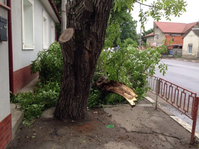 На Майзлях та Пасічній вітер повалив дерева (ФОТО)