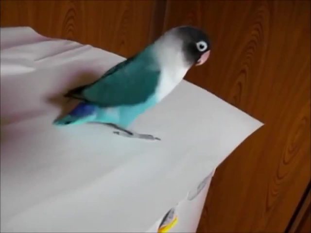 Папуга танцює чечітку, як професіонал (ВІДЕО)