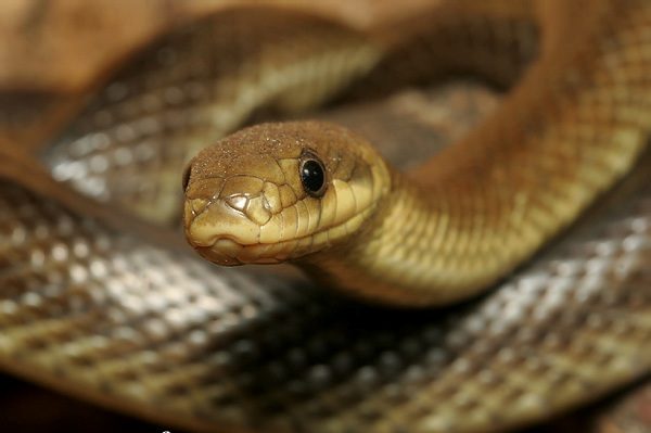 На Прикарпатті змія вкусила 8-річного хлопчика