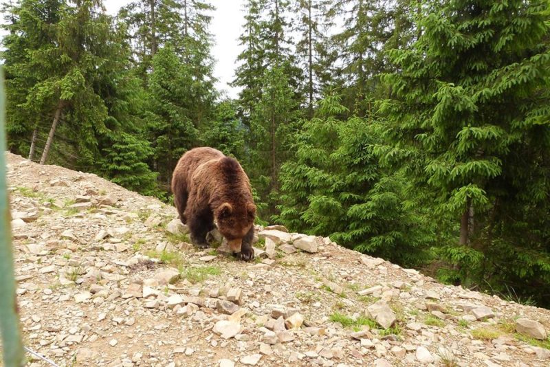 Ведмідь з Польщі примандрував до України