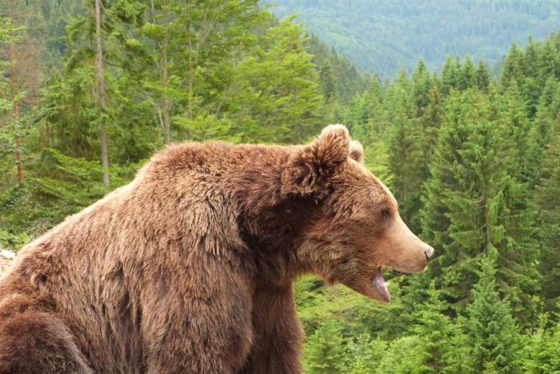 Прикарпатець зробив вражаючі знімки зустрічі з бурим ведмедем в Карпатах  (ФОТО)