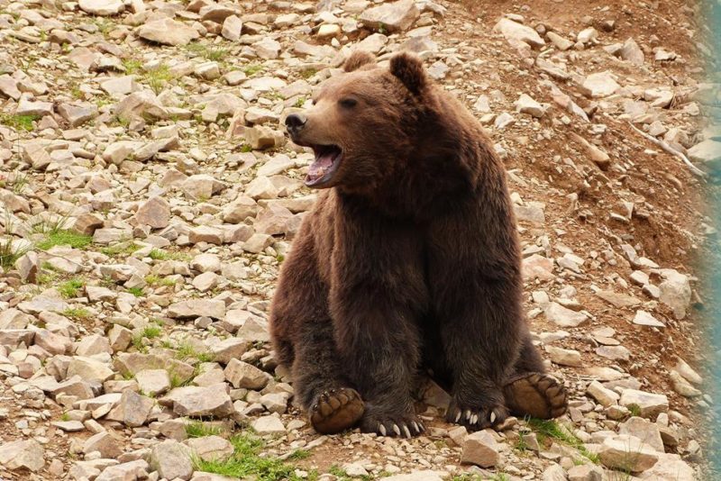Кумедне відео: як на Прикарпатті ведмідь воді тішиться (ВІДЕО)