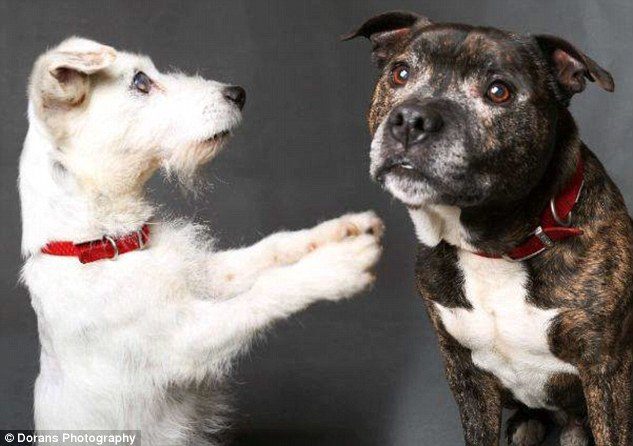 Сліпий собака-безхатько та його пес-поводир вражають своїми стосунками (ФОТО)