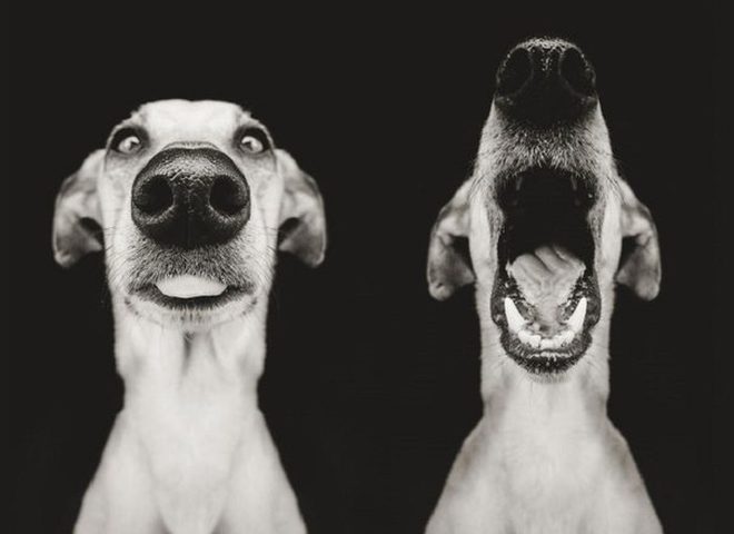 Непідробні емоції: найекспресивніші собаки в світі (ФОТО)