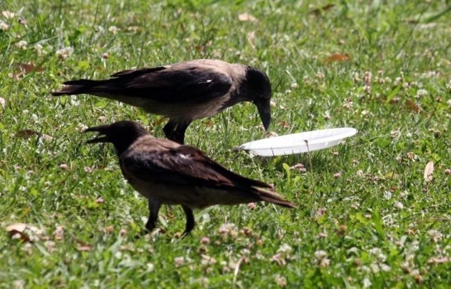 Культурна ворона прибрала за відвідувачами парку (ФОТОФАКТ)