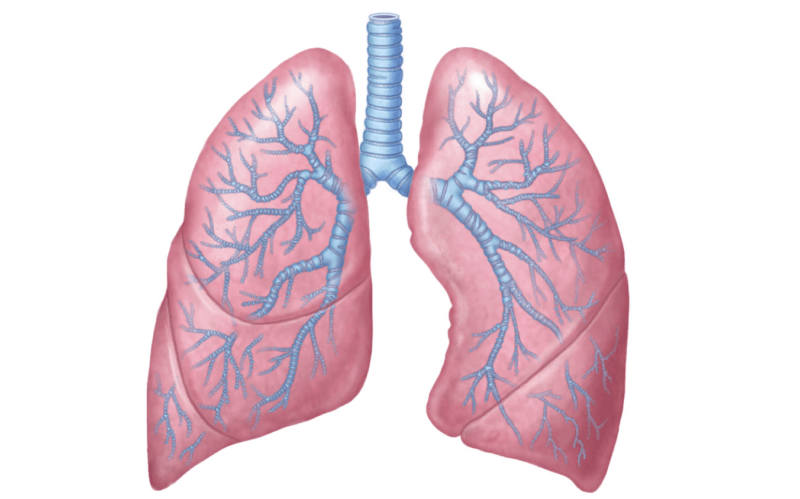 Науковці з’ясували, чому в деяких курців здорові легені