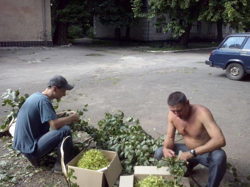 Волонтери збирають цвіт липи для бійців АТО поблизу Палацу Потоцьких (ФОТО)