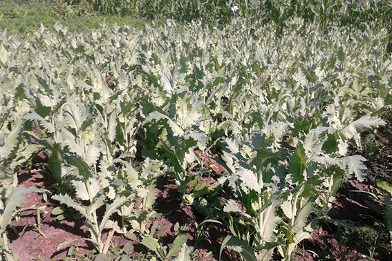 Прикарпатські газди висадили тисячі рослин маку – міліція підозрює, що не для їжі