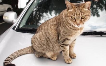 Кіт-каскадер їздить на капоті автомобіля (ВІДЕО)