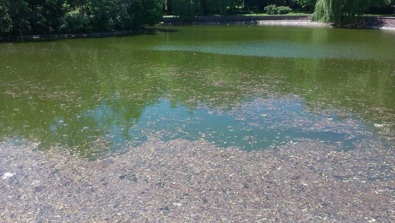 У коломийських озерах багато мікробів, тому фахівці купатися не рекомендують (ВІДЕО)