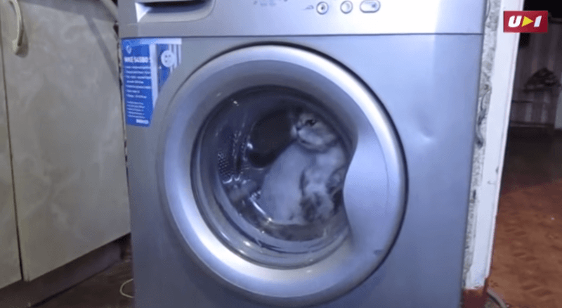 В російському Магнітогорську підлітки-садисти випрали кота в пральній машинці