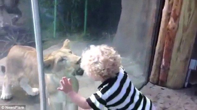 Левиця у зоопарку гралася із дитиною через огорожу (ВІДЕО)