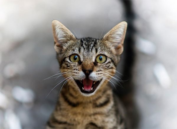 В Івано-Франківську пожежники врятували котика