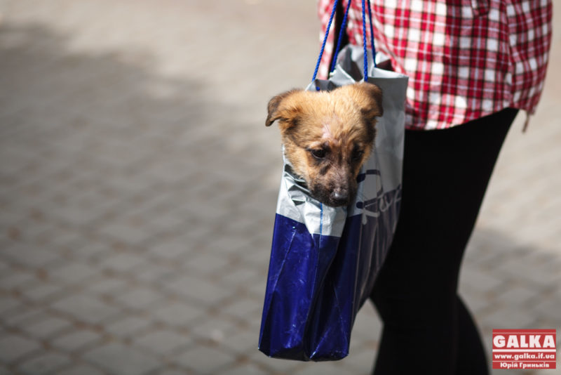 В Івано-Франківську шахраї викрадають собак і вимагають в господарів викуп за повернення домашніх улюбленців