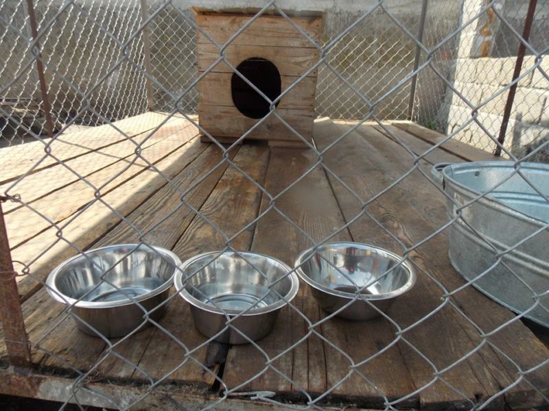 Волонтери провели толоку в притулку для собак в Загвізді (ФОТО)