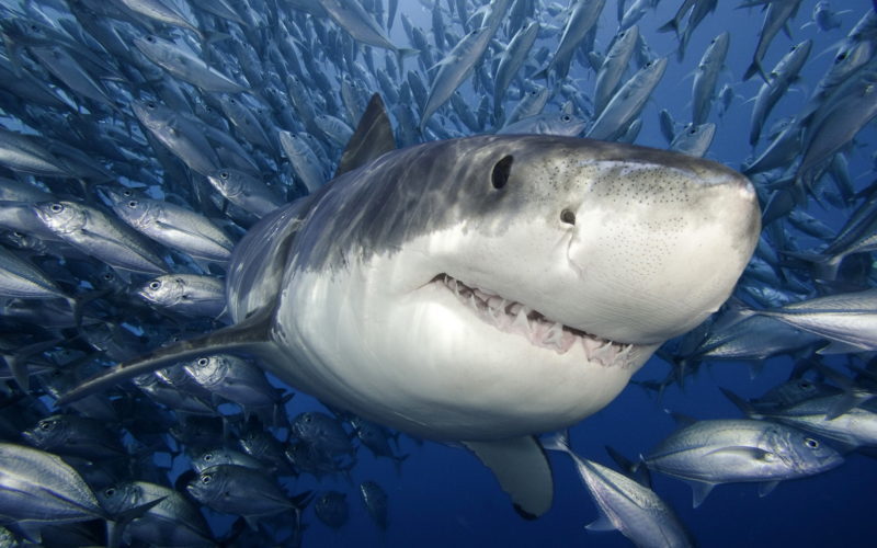 Океанаріум виклав вражаючі кадри як одна акула пожирає іншу (ВІДЕО)