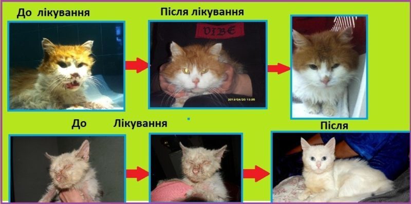 Бездомні тварини Франківська до і після піклування (ФОТО)