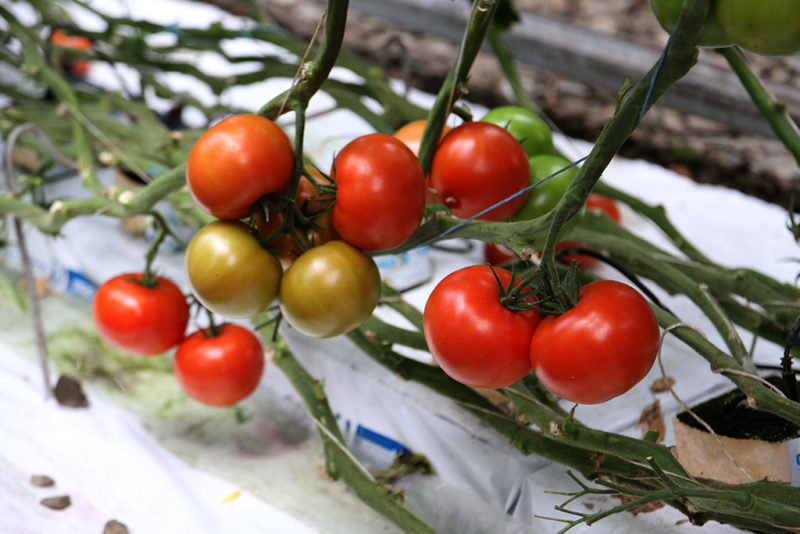 Прикарпатець вирощує помідори-гіганти (ВІДЕО)