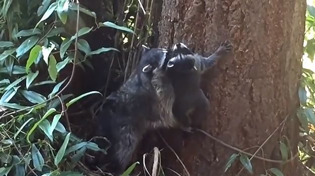 Мама-єнот вчить свого малюка лазити по деревах (ВІДЕО)