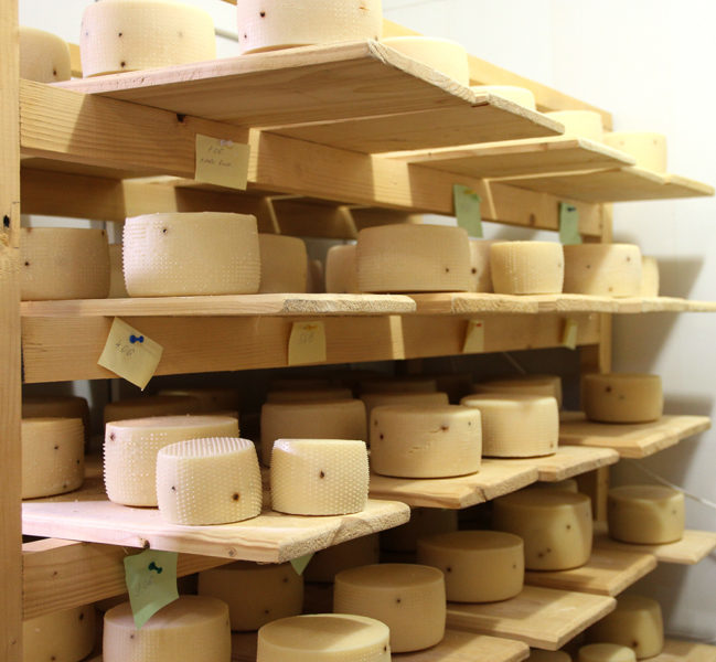 На Прикарпатті виробляють сир, як у Швейцарії чи Франції (ВІДЕО)