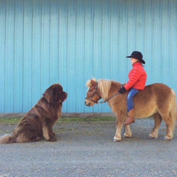 Фотоісторія дивовижної дружби семирічного хлопчика, двох ньюфаундлендів і коня (ФОТО)