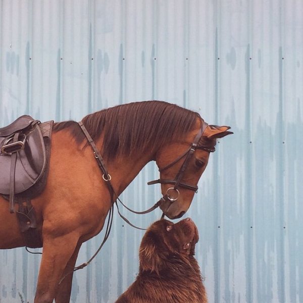 У Тлумачі рятувальники допомогли врятувати коня з намули
