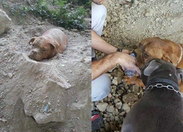 У Франції врятували собаку, якого живцем закопав господар (ФОТО)