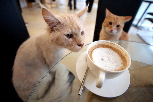 5 найцікавіших котячих кафе у світі (ФОТО)