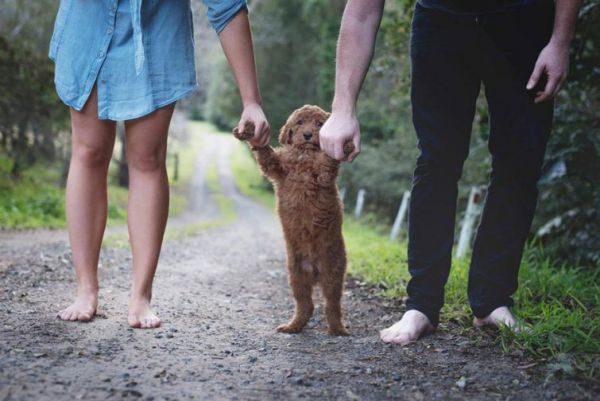 Закохані замінили дитину на пса у жартівливій фотосесії (ФОТО)
