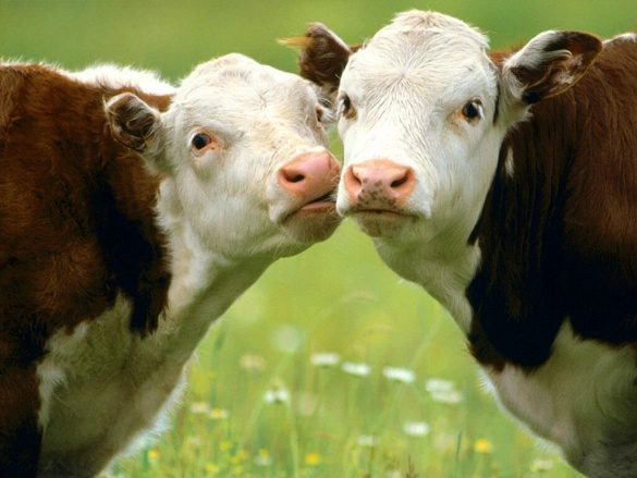 Економічний устрій країн світу пояснили на коровах (ФОТО)