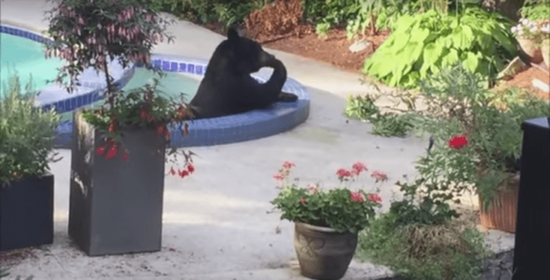 Чорний ведмідь заліз охолодитися до басейну на задньому дворі (ВІДЕО)