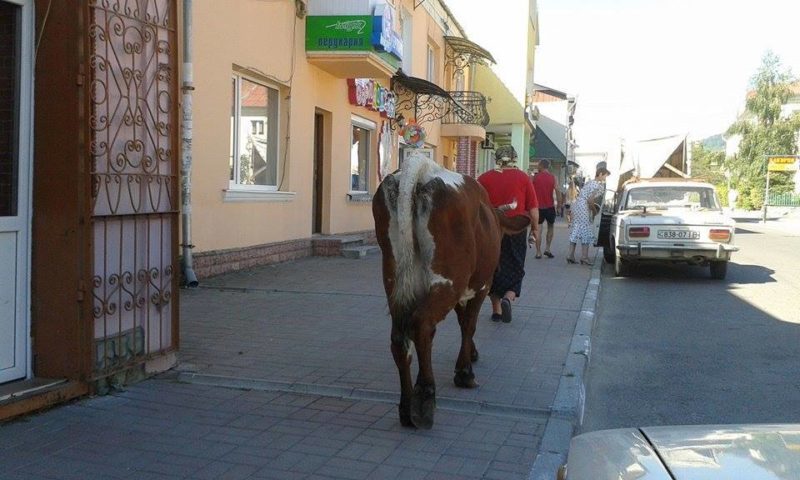 У карпатському місті по тротуару гуляє корова (ФОТОФАКТ)