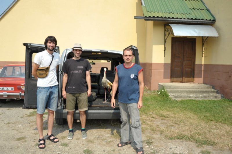 Лелеку, якого знайшли на Бельведерській, взяли під опіку Галицького природного парку (ФОТОФАКТ)