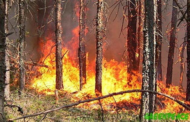 У понеділок в трьох районах Прикарпаття горіли майже 10 гектарів лісу