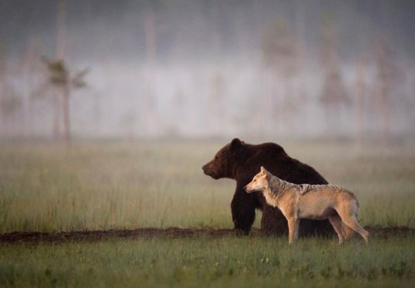 Фотограф дикої природи показав незвичайну дружбу ведмедя і вовка (ФОТО)