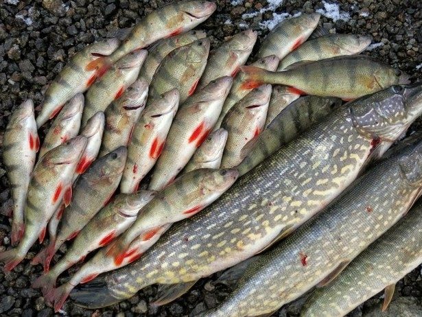 На Прикарпатті священик-браконьєр виловлював занесену до Червоної книги рибу (ВІДЕО)