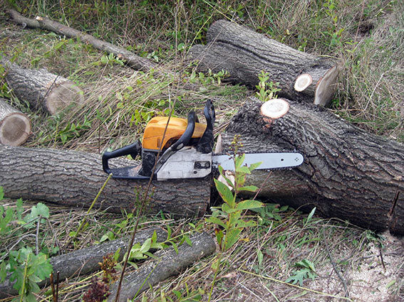 Іванофранківці хочуть очистити місто від “аварійних” дерев