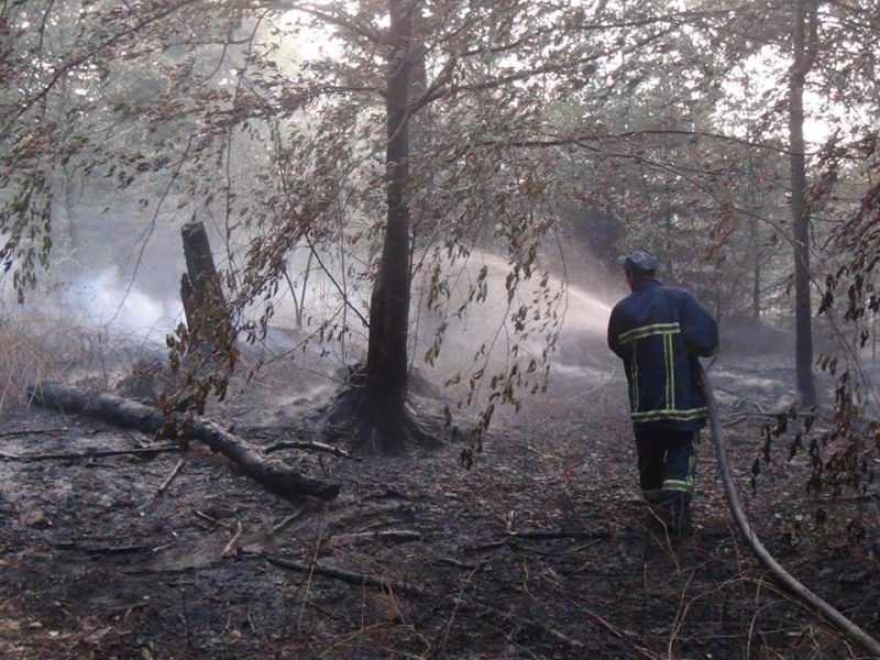 Масштабну лісову пожежу на Прикарпатті погасили (ВІДЕО)