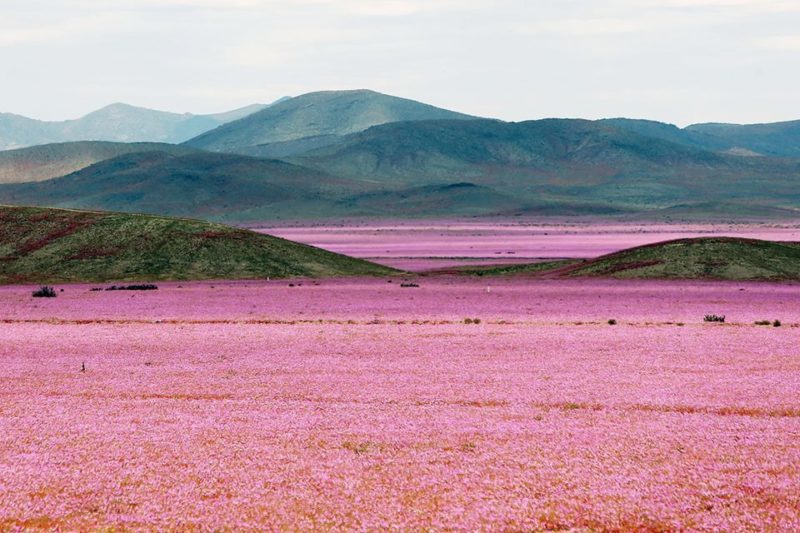 Найпустіша пустеля Атакама вкрилась квітами після сезону злив (ФОТО)
