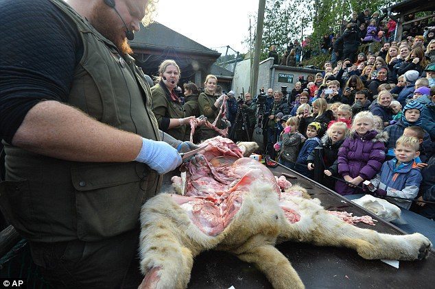 У зоопарку Данії на очах у шокованих дітей провели розтин левеняти (ФОТО, ВІДЕО)