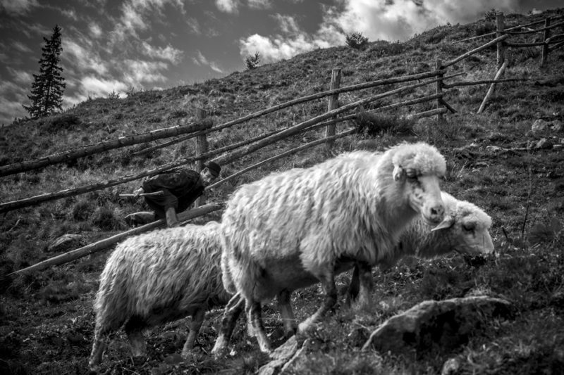 Неромантичний побут карпатських пастухів (ФОТО)