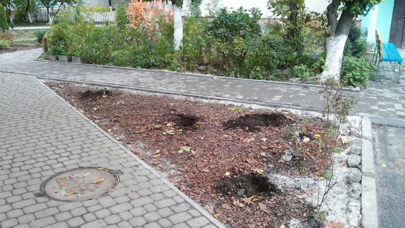 Вандали повиривали нещодавно посаджені кущі і квіти на вулиці Стуса (ФОТО)