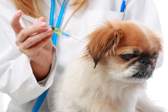 Гицлі стріляють у бездомних собак Франківська вакциною