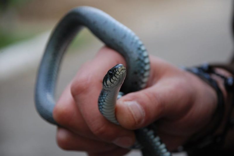 Рятувальники зловили змію в одному з будинків Франківська (ФОТО)