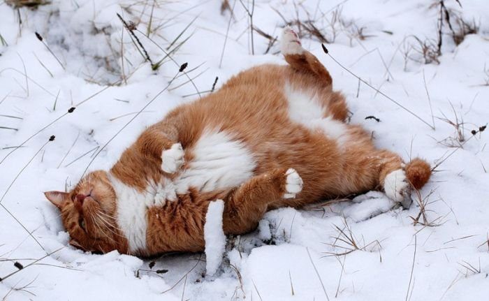 Тварини, які радіють снігу (ФОТО)