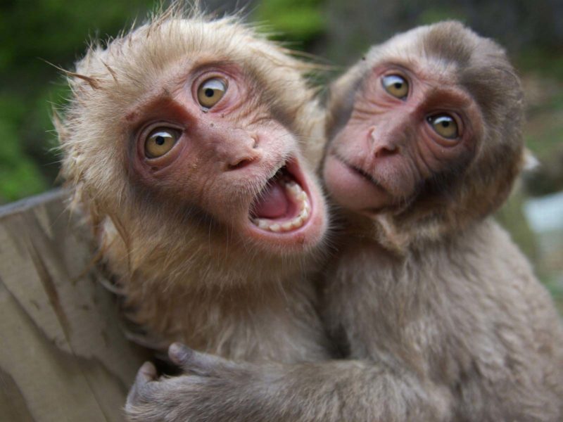У  Івано-Франківську шалені мавпи вже готуються до святкування Нового року (ВІДЕО)