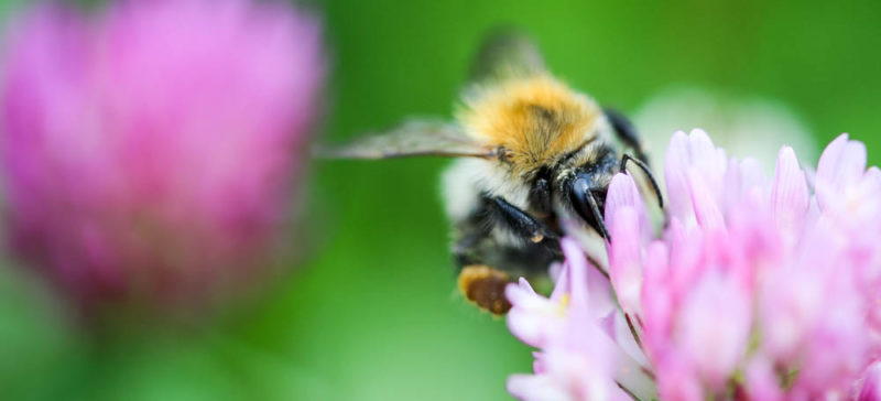 Як рятуватись від укусів бліх, клопів та бджіл: поради франківського лікаря