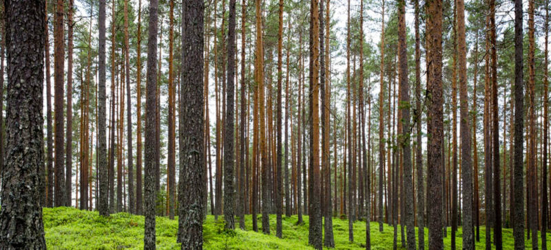 На Коломийщині затримали трьох чоловіків, котрі незаконно рубали ліс